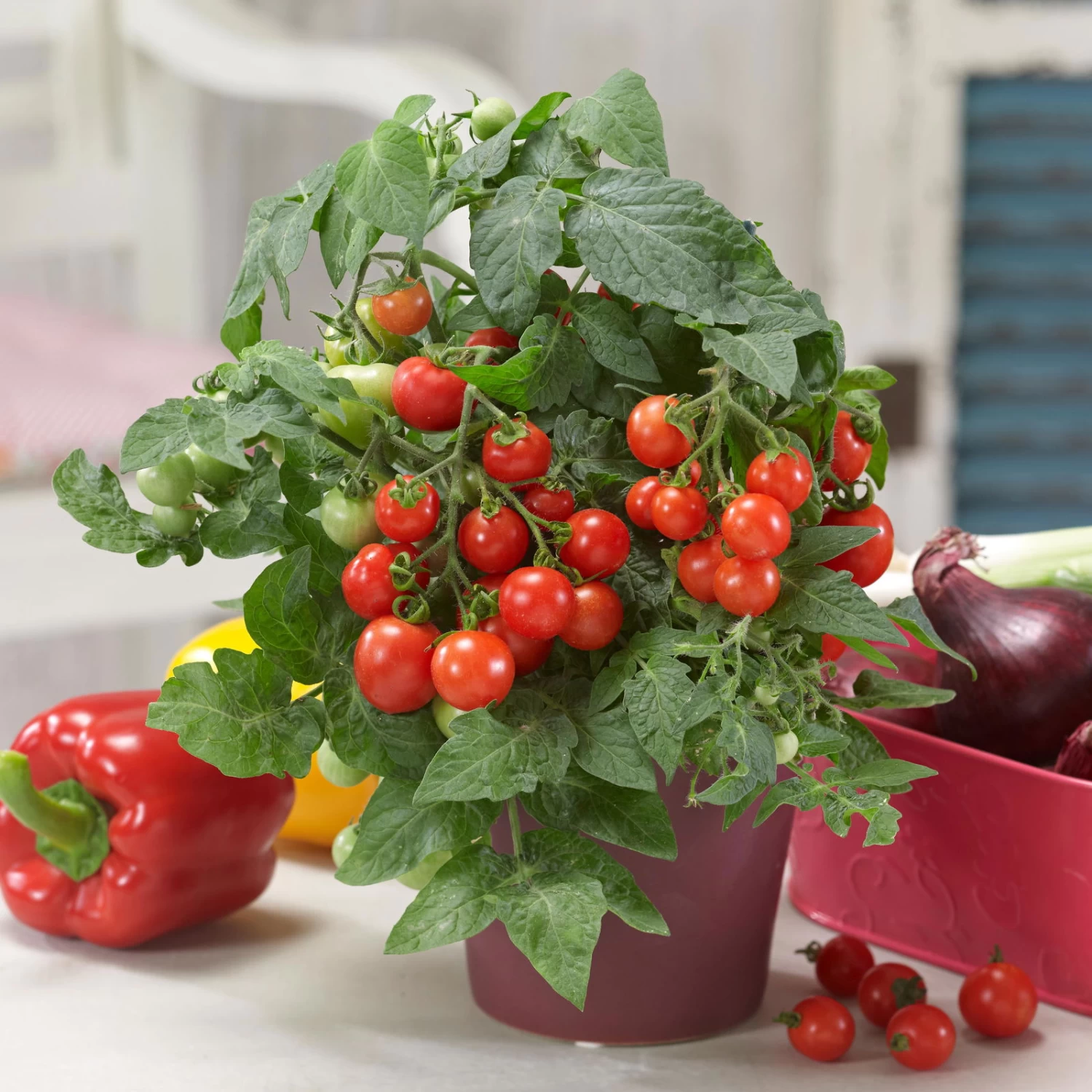 Pflanzen Paradies Verkauf -Pflanzen Paradies Verkauf 1620330131 Blu Bio Naschtomate T12 3er Set Cocktailtomate 5 124298