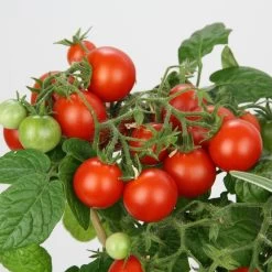 Blu Bio Cocktailtomate 'Naschtomate F1', Topf-Ø 12 Cm, 3er Set -Pflanzen Paradies Verkauf 1620330131 Blu Bio Naschtomate T12 3er Set Cocktailtomate 6 124302