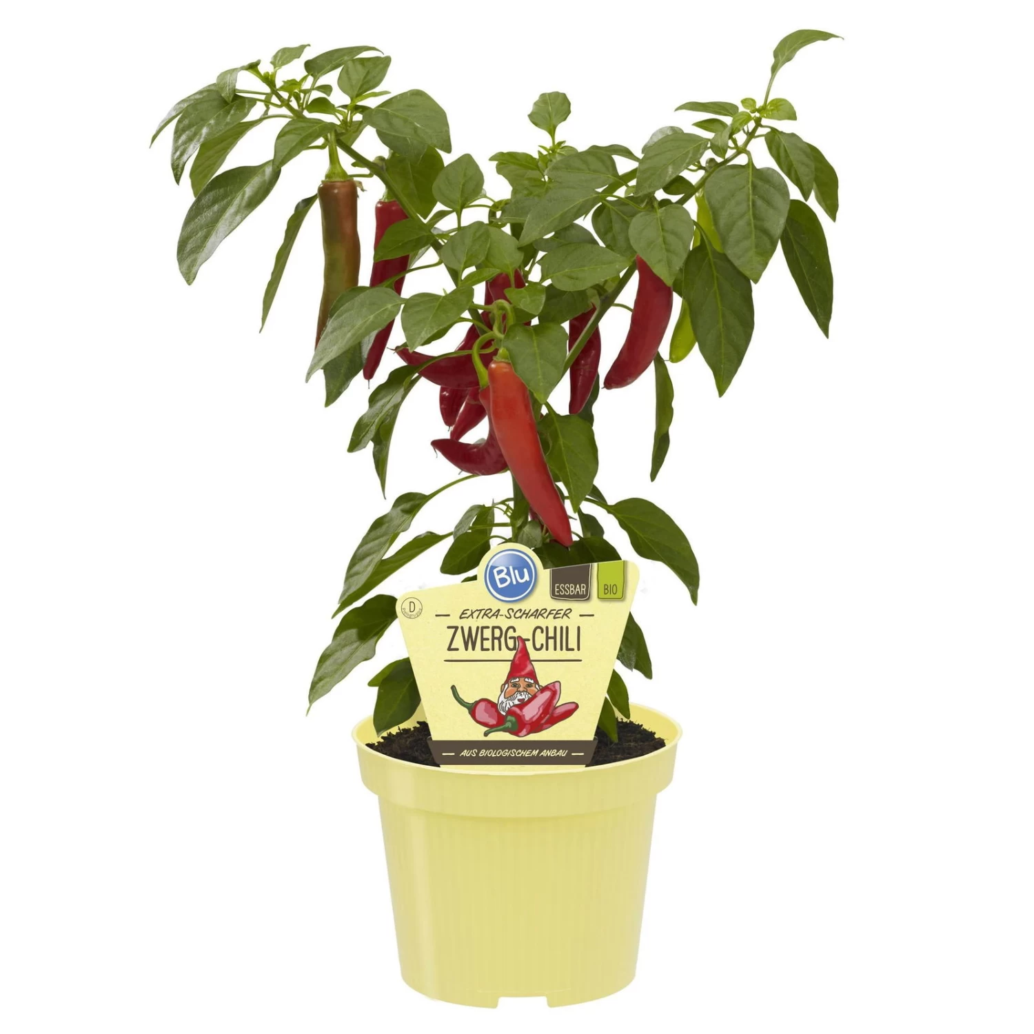 Blu Bio Chilipflanze Zwerg-Chili, Topf-Ø 12 Cm, 3er Set 4 Blu Bio Chilipflanze Zwerg-Chili, Topf-Ø 12 Cm, 3er Set – Bild 2
