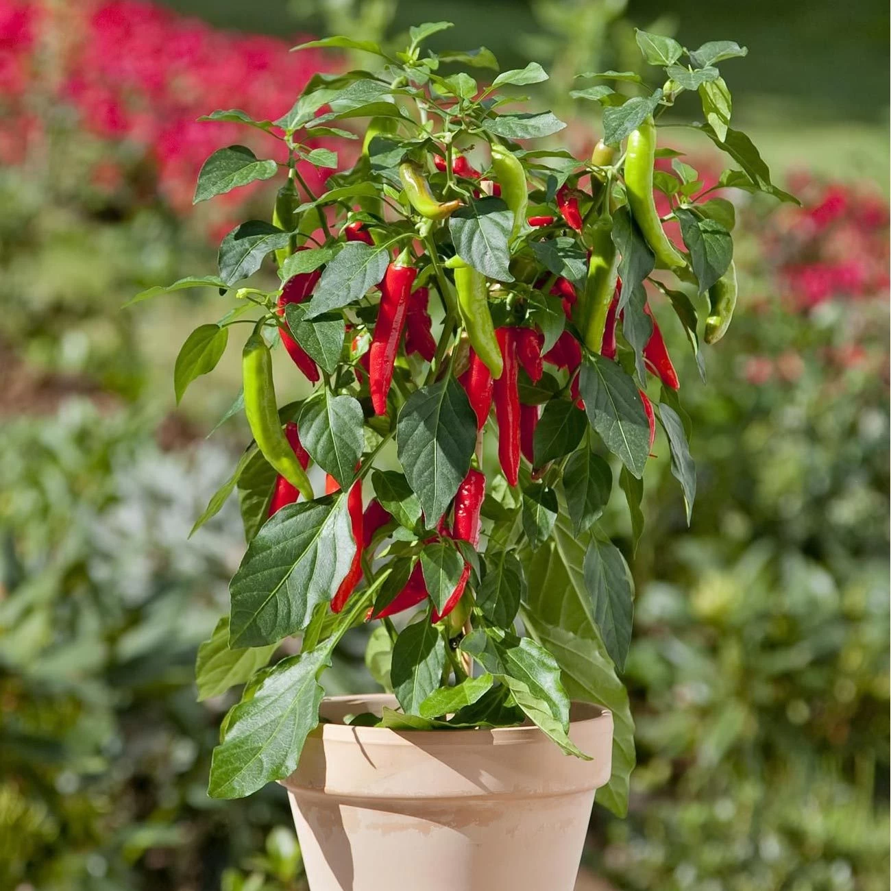 Blu Bio Chilipflanze Zwerg-Chili, Topf-Ø 12 Cm, 3er Set 3 Blu Bio Chilipflanze Zwerg-Chili, Topf-Ø 12 Cm, 3er Set