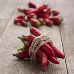 Blu Bio Chilipflanze Zwerg-Chili, Topf-Ø 12 Cm, 3er Set 19 Blu Bio Chilipflanze Zwerg-Chili, Topf-Ø 12 Cm, 3er Set -Pflanzen Paradies Verkauf 1620330132 Blu Bio Zwerg Chili mit Fruechte T12 3er Set extra scharf 12 124310