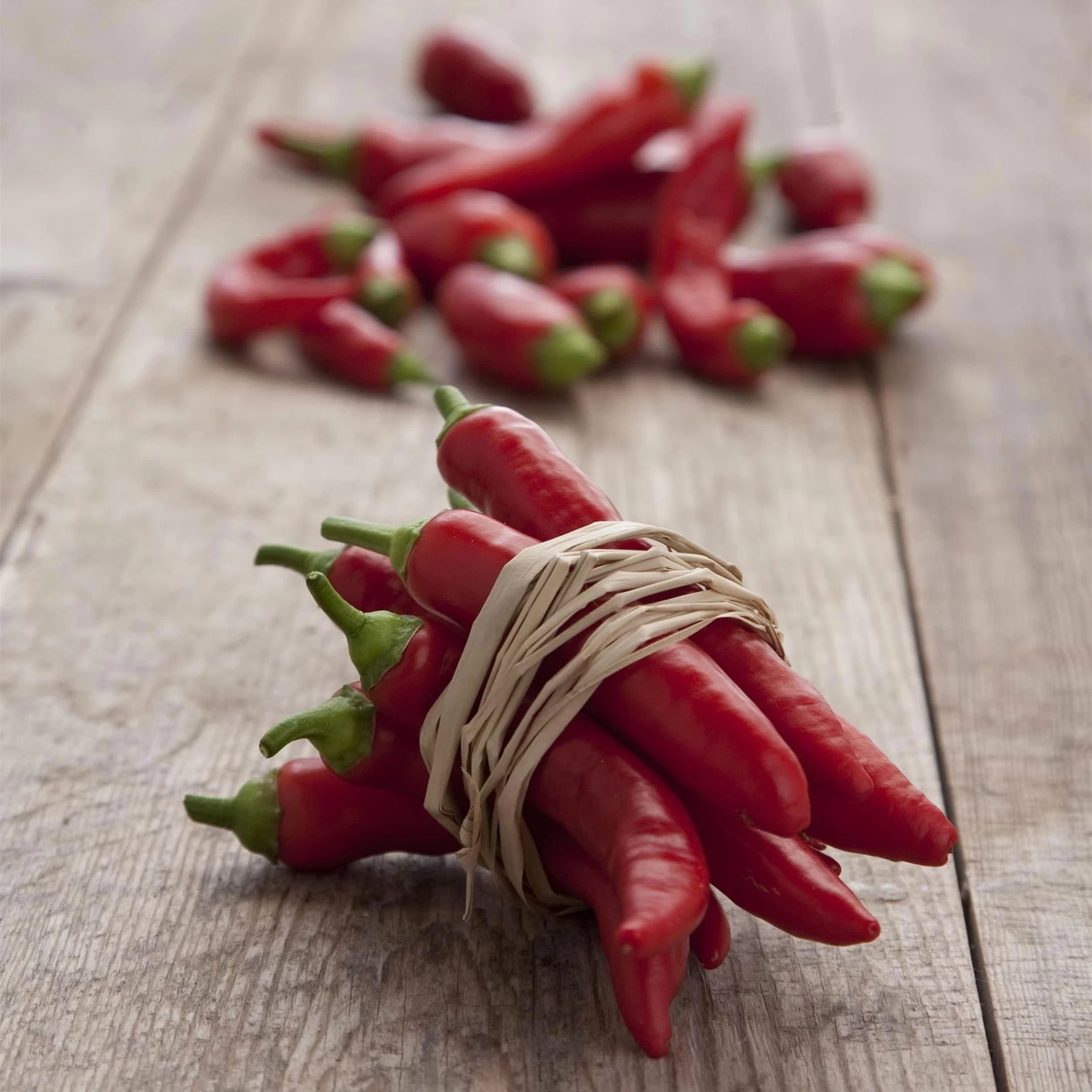 Blu Bio Chilipflanze Zwerg-Chili, Topf-Ø 12 Cm, 3er Set 10 Blu Bio Chilipflanze Zwerg-Chili, Topf-Ø 12 Cm, 3er Set – Bild 8