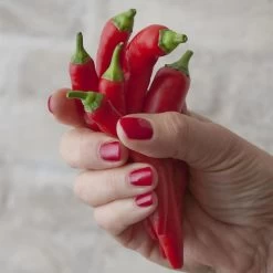 Blu Bio Chilipflanze Zwerg-Chili, Topf-Ø 12 Cm, 3er Set 18 Blu Bio Chilipflanze Zwerg-Chili, Topf-Ø 12 Cm, 3er Set -Pflanzen Paradies Verkauf 1620330132 Blu Bio Zwerg Chili mit Fruechte T12 3er Set extra scharf 1 124309