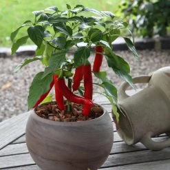 Blu Bio Chilipflanze Zwerg-Chili, Topf-Ø 12 Cm, 3er Set 16 Blu Bio Chilipflanze Zwerg-Chili, Topf-Ø 12 Cm, 3er Set -Pflanzen Paradies Verkauf 1620330132 Blu Bio Zwerg Chili mit Fruechte T12 3er Set extra scharf 6 124307