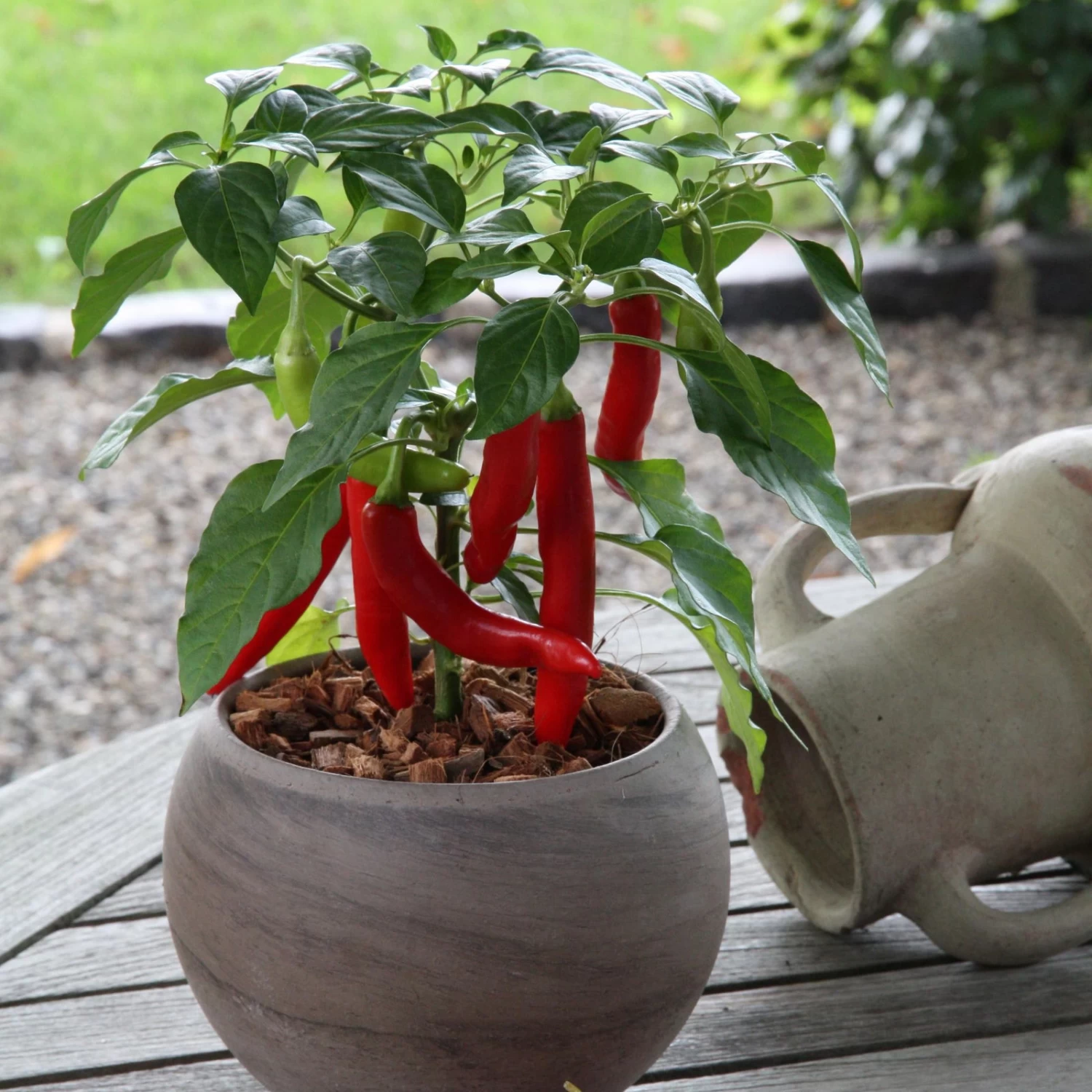 Blu Bio Chilipflanze Zwerg-Chili, Topf-Ø 12 Cm, 3er Set 7 Blu Bio Chilipflanze Zwerg-Chili, Topf-Ø 12 Cm, 3er Set – Bild 5