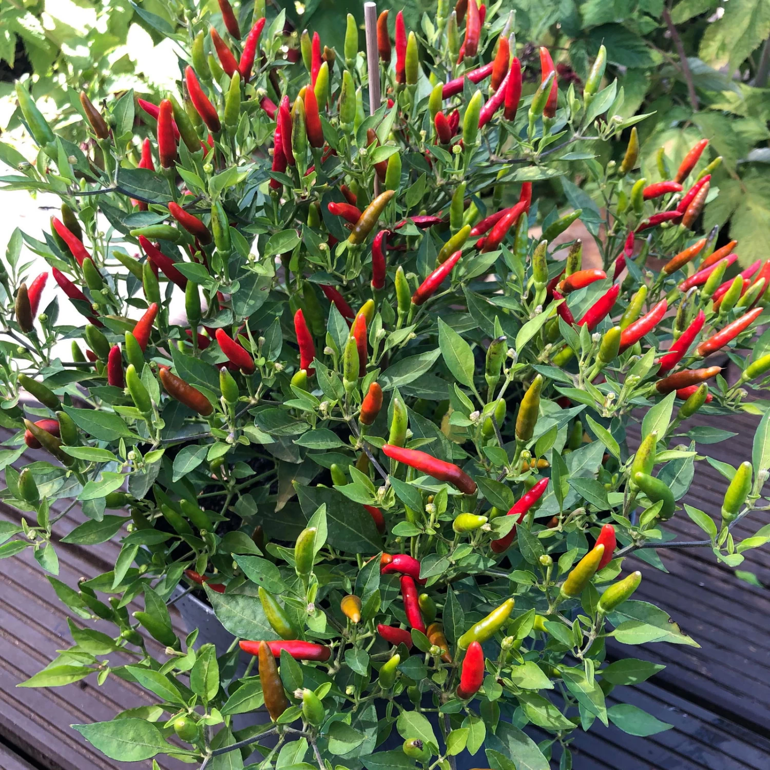 Blu Bio Chili 'Thai Chili F1', Topf-Ø 15 Cm, 3er Set 9 Blu Bio Chili 'Thai Chili F1', Topf-Ø 15 Cm, 3er Set – Bild 7