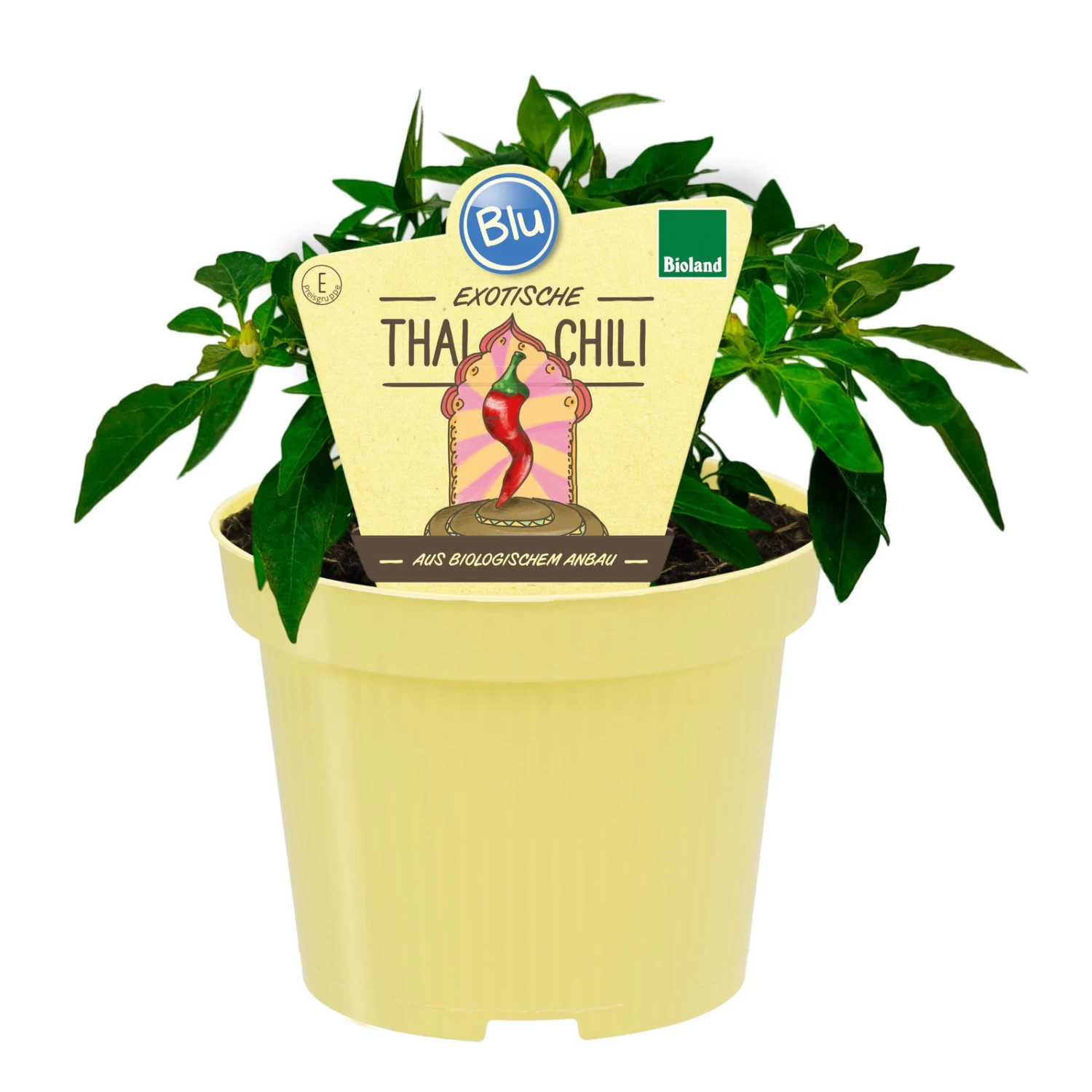 Blu Bio Chili 'Thai Chili F1', Topf-Ø 15 Cm, 3er Set 5 Blu Bio Chili 'Thai Chili F1', Topf-Ø 15 Cm, 3er Set – Bild 3