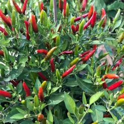 Blu Bio Chili 'Thai Chili F1', Topf-Ø 15 Cm, 3er Set 17 Blu Bio Chili 'Thai Chili F1', Topf-Ø 15 Cm, 3er Set -Pflanzen Paradies Verkauf 1620330133 Blu Bio Thai Chili T15 3er Set mit Fruechte 2 124314