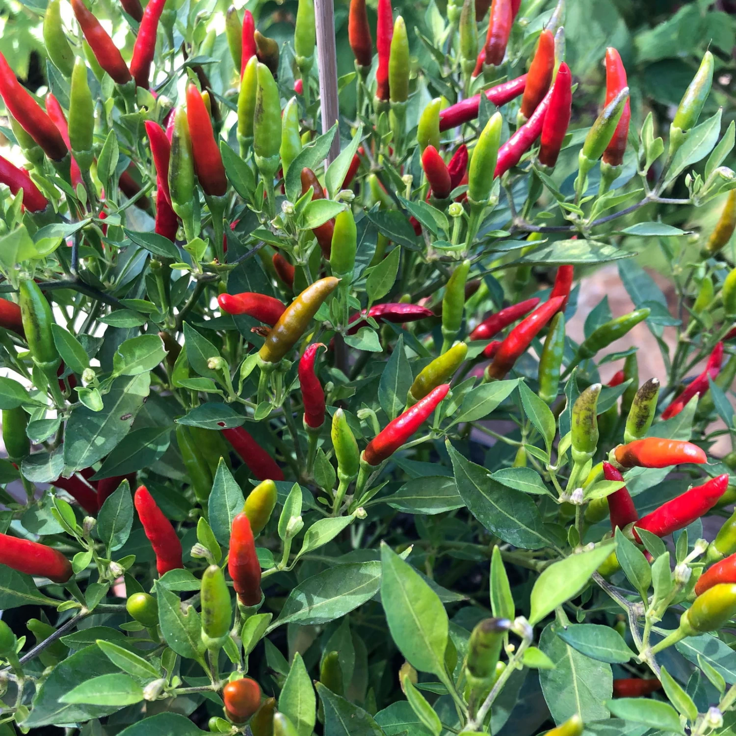 Blu Bio Chili 'Thai Chili F1', Topf-Ø 15 Cm, 3er Set 7 Blu Bio Chili 'Thai Chili F1', Topf-Ø 15 Cm, 3er Set – Bild 5