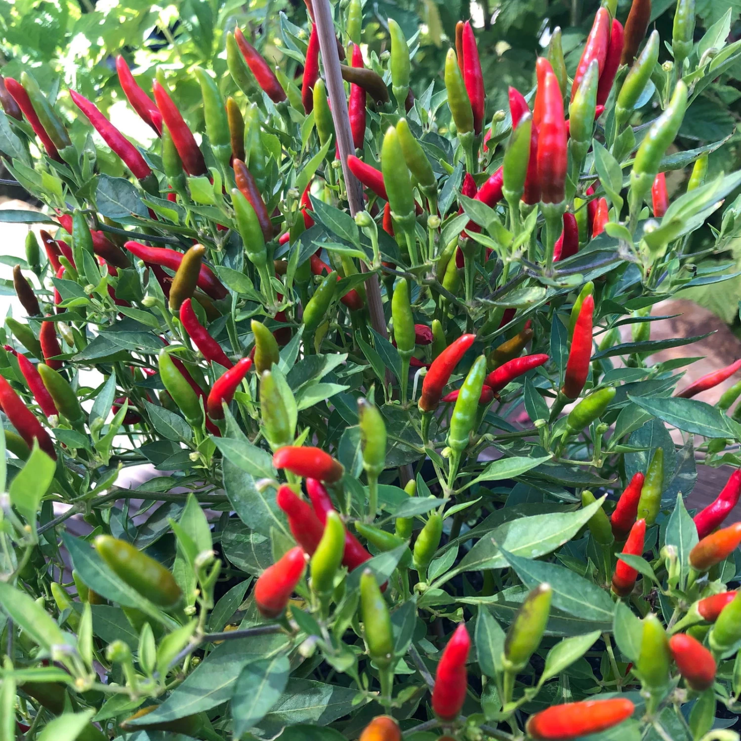 Blu Bio Chili 'Thai Chili F1', Topf-Ø 15 Cm, 3er Set 6 Blu Bio Chili 'Thai Chili F1', Topf-Ø 15 Cm, 3er Set – Bild 4