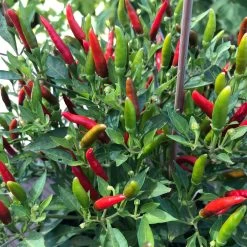 Blu Bio Chili 'Thai Chili F1', Topf-Ø 15 Cm, 3er Set 21 Blu Bio Chili 'Thai Chili F1', Topf-Ø 15 Cm, 3er Set -Pflanzen Paradies Verkauf 1620330133 Blu Bio Thai Chili T15 3er Set mit Fruechte 4 124318