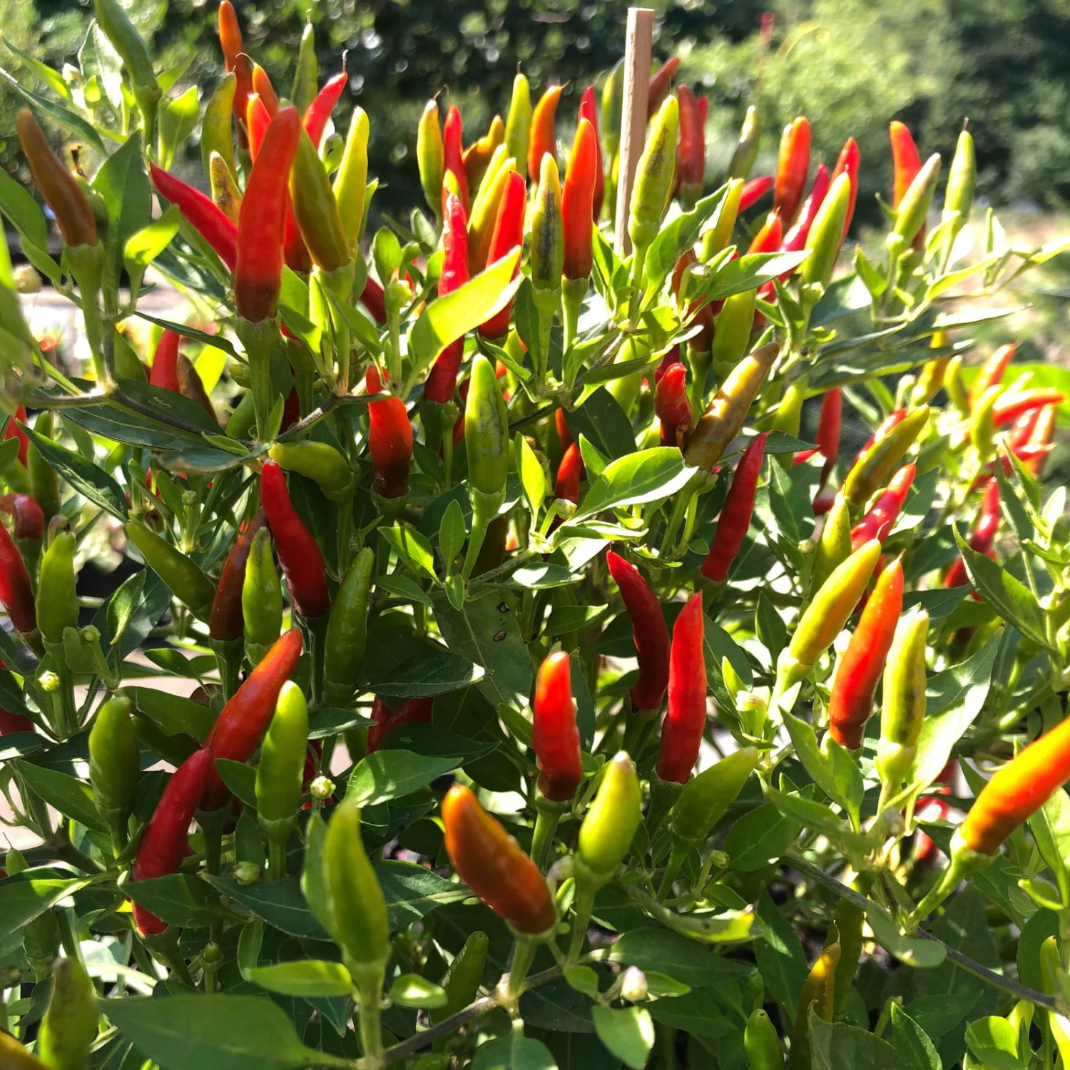 Blu Bio Chili 'Thai Chili F1', Topf-Ø 15 Cm, 3er Set 3 Blu Bio Chili 'Thai Chili F1', Topf-Ø 15 Cm, 3er Set