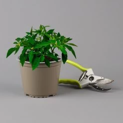 Blu Bio Chili 'Thai Chili F1', Topf-Ø 15 Cm, 3er Set 18 Blu Bio Chili 'Thai Chili F1', Topf-Ø 15 Cm, 3er Set -Pflanzen Paradies Verkauf 1620330133 Blu Bio Thai Chili T15 3er Set mit Fruechte 124315