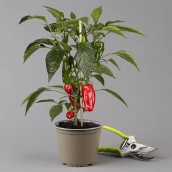 Blu Bio Snack-Paprika 'Paragon F1', Topf-Ø 15 Cm, 3er Set -Pflanzen Paradies Verkauf 1620330134 Blu Bio Snack Paprika rot T15 3er Set mit Fruechte 1 124320