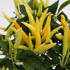 Blu Bio Paprikapflanze 'Paprikaños', Topf-Ø 15 Cm, 3er Set 11 Blu Bio Paprikapflanze 'Paprikaños', Topf-Ø 15 Cm, 3er Set -Pflanzen Paradies Verkauf 1620330135 Blu Bio Paprikanos T15 3er Set mit Fruechte 3 124323