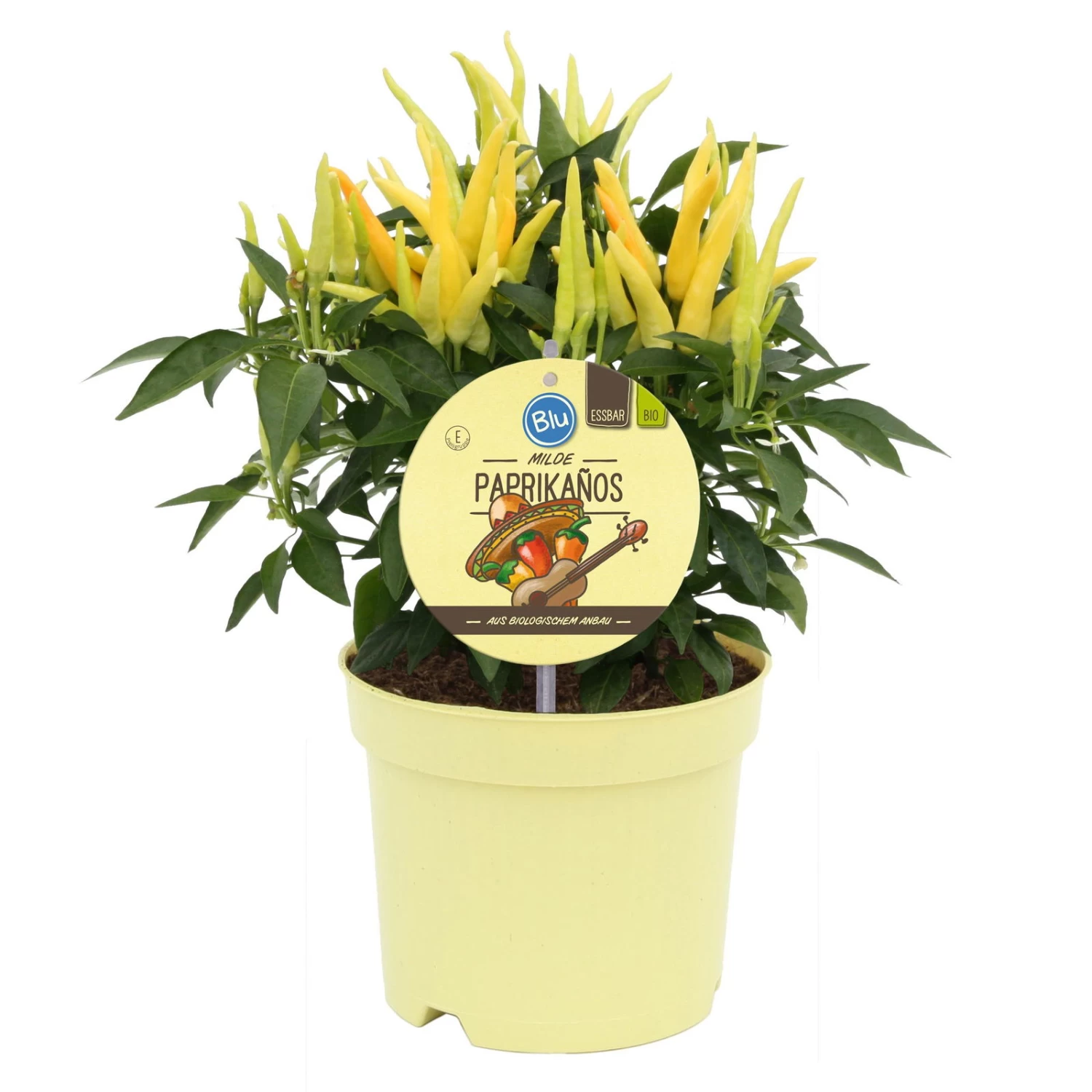 Blu Bio Paprikapflanze 'Paprikaños', Topf-Ø 15 Cm, 3er Set 4 Blu Bio Paprikapflanze 'Paprikaños', Topf-Ø 15 Cm, 3er Set – Bild 2