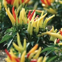 Blu Bio Paprikapflanze 'Paprikaños', Topf-Ø 15 Cm, 3er Set 13 Blu Bio Paprikapflanze 'Paprikaños', Topf-Ø 15 Cm, 3er Set -Pflanzen Paradies Verkauf 1620330135 Blu Bio Paprikanos T15 3er Set mit Fruechte 5 124325