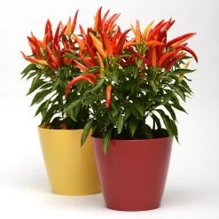 Blu Bio Paprikapflanze 'Paprikaños', Topf-Ø 15 Cm, 3er Set 12 Blu Bio Paprikapflanze 'Paprikaños', Topf-Ø 15 Cm, 3er Set -Pflanzen Paradies Verkauf 1620330135 Blu Bio Paprikanos T15 3er Set mit Fruechte 6 124324