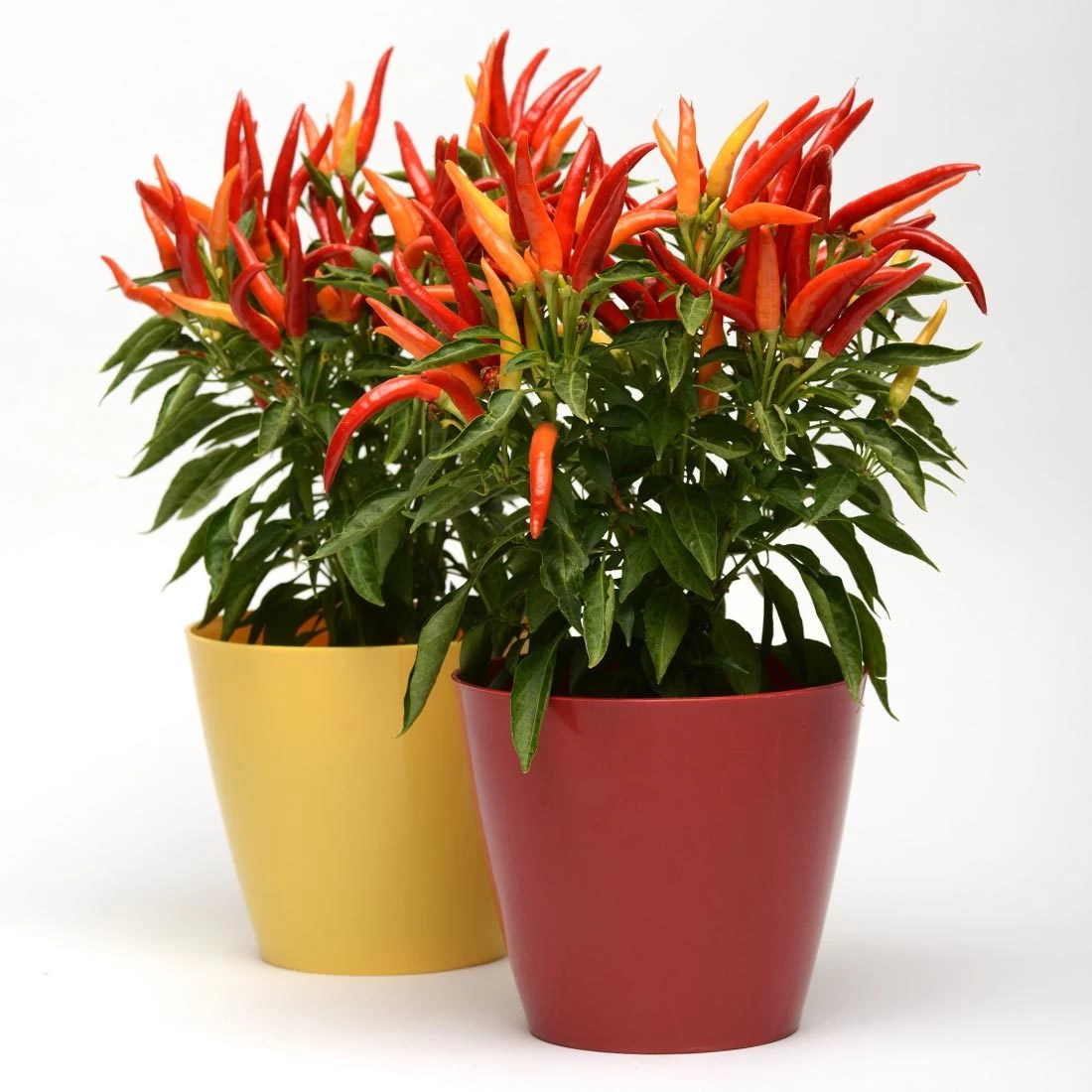 Blu Bio Paprikapflanze 'Paprikaños', Topf-Ø 15 Cm, 3er Set 6 Blu Bio Paprikapflanze 'Paprikaños', Topf-Ø 15 Cm, 3er Set – Bild 4