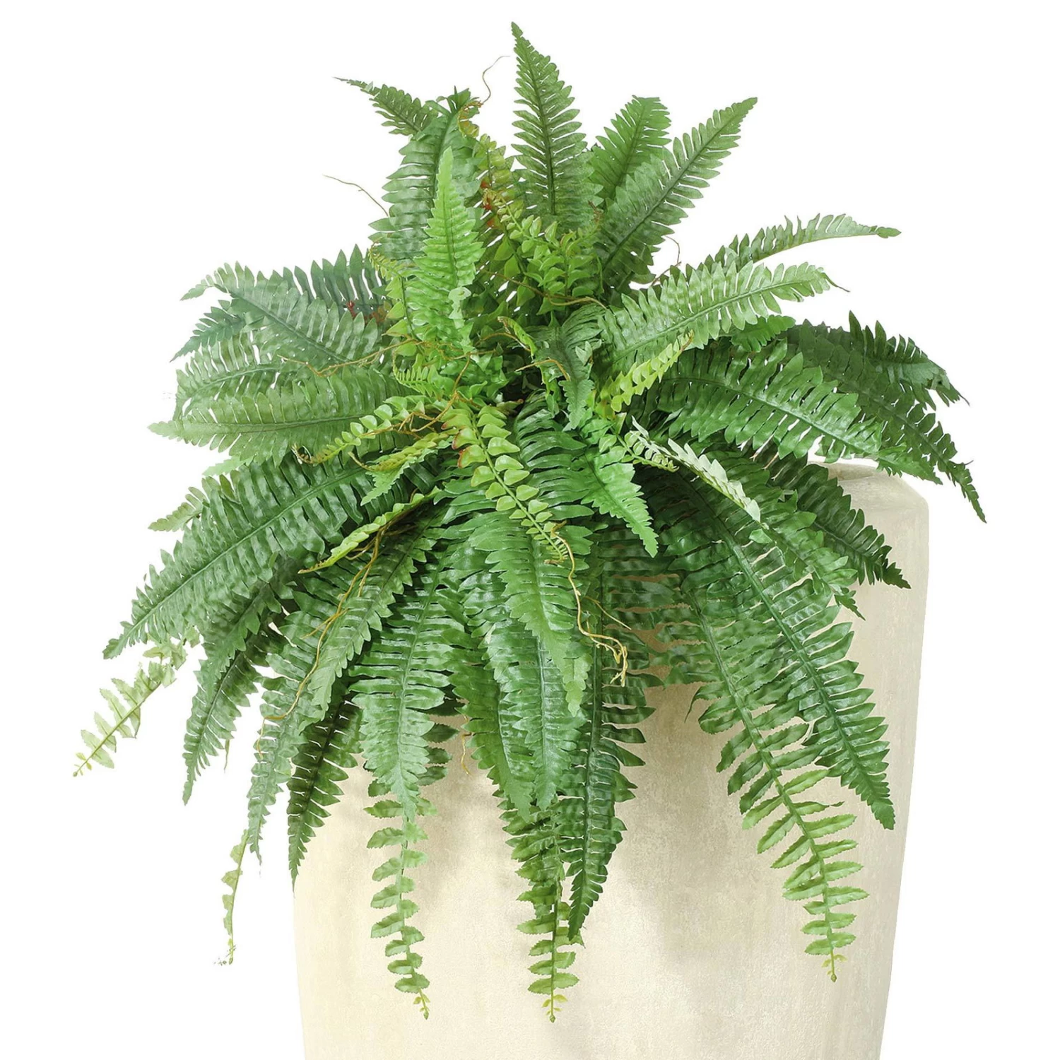 Boston Farn, 28 X 60 Cm, Grün, Dekorativ 3 Boston Farn, 28 X 60 Cm, Grün, Dekorativ