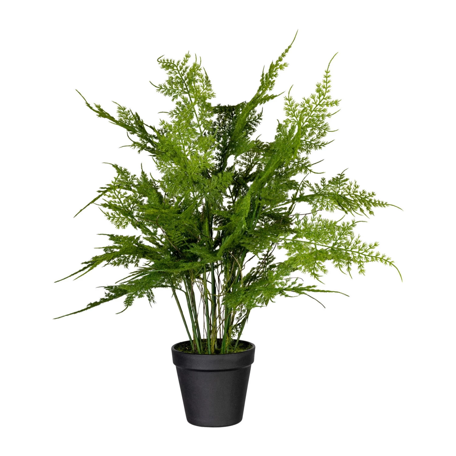 Kunstpflanze Asparagus Plumosus Mit 13 Wedeln, Topf-Ø 11 Cm, Höhe Ca. 40 Cm 3 Kunstpflanze Asparagus Plumosus Mit 13 Wedeln, Topf-Ø 11 Cm, Höhe Ca. 40 Cm