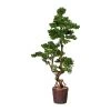 Kunstpflanze Bonsai-Lärche, Höhe Ca. 155 Cm 2 Kunstpflanze Bonsai-Lärche, Höhe Ca. 155 Cm -Pflanzen Paradies Verkauf 2220102315 Bonsai Laerche 103086