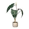 Kunstpflanze Alocasia, Höhe Ca. 60 Cm 1 Kunstpflanze Alocasia, Höhe Ca. 60 Cm -Pflanzen Paradies Verkauf 2220102339 Alocasia 103109