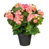 Kunstpflanze Begonienbusch, Rosa, Ca. 35 Cm, Im Topf -Pflanzen Paradies Verkauf 2220300217 Begonienbusch x9 rosa ca 35cm im einfachen Kunststofftopf 12 5x11cm 61735