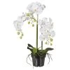 Kunstpflanze Orchidee Phalaenopsis Weiß, Im Kunststofftopf, Ca. 62 Cm -Pflanzen Paradies Verkauf 2220500118 Phalaenopsis weiss 62cm im Kunststofftopf 46453
