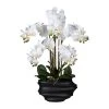 Künstliche Orchidee, Phalaenopsis, 5 Rispen, Weiß, Ca. 75 Cm, 30 X 17 X 12 Cm Kunststoffvase In Schwarz 1 Künstliche Orchidee, Phalaenopsis, 5 Rispen, Weiß, Ca. 75 Cm, 30 X 17 X 12 Cm Kunststoffvase In Schwarz -Pflanzen Paradies Verkauf 2220500276 Phalaenopsis x5 weiss in Kunststoffvase schwarz 75995