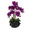 Künstliche Orchidee, Phalaenopsis, 5 Rispen, Lila, Ca. 75 Cm, 30 X 17 X 12 Cm Kunststoffvase In Schwarz 1 Künstliche Orchidee, Phalaenopsis, 5 Rispen, Lila, Ca. 75 Cm, 30 X 17 X 12 Cm Kunststoffvase In Schwarz -Pflanzen Paradies Verkauf 2220500277 Phalaenopsis x5 lila in Kunststoffvase schwarz 75996