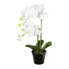 Kunstpflanze Phalaenopsis, Weiß, Topf-Ø 12,5 Cm, Höhe Ca. 55 Cm -Pflanzen Paradies Verkauf 2220500330 Phalaenopsis im Topf 55cm weiss 97735