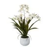 Kunstpflanze Gambia-Orchidee, Weiß, Topf-Ø 12 Cm, Höhe Ca. 50 Cm -Pflanzen Paradies Verkauf 2220500351 Gambia Orchidee im Keramiktopf 50cm 97755