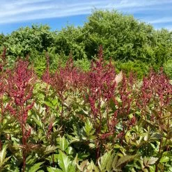 Bio Prachtspiere Rot, Topf-Ø 11 Cm, 3er-Set 19 Bio Prachtspiere Rot, Topf-Ø 11 Cm, 3er-Set -Pflanzen Paradies Verkauf 319100263 astilbe arendsii rot 1 123842