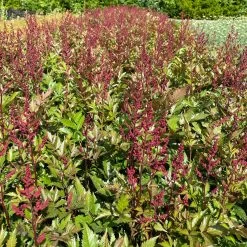 Bio Prachtspiere Rot, Topf-Ø 11 Cm, 3er-Set 21 Bio Prachtspiere Rot, Topf-Ø 11 Cm, 3er-Set -Pflanzen Paradies Verkauf 319100263 astilbe arendsii rot 3 123844