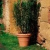 Euro 3 Plast Pflanzkübel Doppio Bordo Terra -Pflanzen Paradies Verkauf 3210100274 Pflanzkuebel Doppio Bordo tds 45cm Erdvol 32Ltr 34309