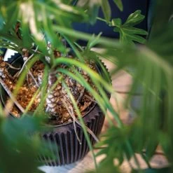 Pflanzgefäß 'Groove', Schwarz, Ø 35 X H 34 Cm -Pflanzen Paradies Verkauf 3210104102 3210104103 3210104104 pflanzgefaess pflanzvase groove 116890