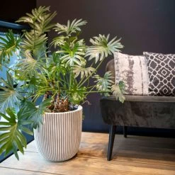 Pflanzgefäß 'Groove', Elfenbein, Ø 35 X H 34 Cm -Pflanzen Paradies Verkauf 3210104106 pflanzgefaess groove 2 116898