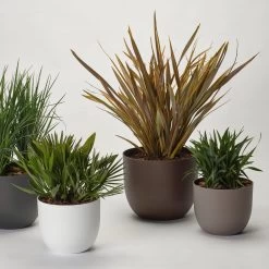 Pflanzkübel 'Rio', Rost, Ø 29 X H 24 Cm 9 Pflanzkübel 'Rio', Rost, Ø 29 X H 24 Cm -Pflanzen Paradies Verkauf 3210104130 3210104131 3210104132 3210104133 pflanzkuebel rio 122622