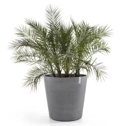 Pflanzgefäß 'Amsterdam', Grau, Ø 60 X H 56 Cm -Pflanzen Paradies Verkauf 3210104142 pflanzgefaess amsterdam mit rollen 2 117444