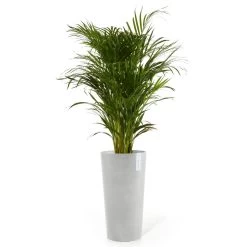 Pflanzgefäß 'Amsterdam Midi', Weißgrau, Ø 34 X H 66 Cm -Pflanzen Paradies Verkauf 3210104146 pflanzgefaess amsterdam midi 2 117455