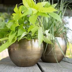 Pflanzgefäß 'Rowen', Gold, Ø 22 X H 17 Cm -Pflanzen Paradies Verkauf 3210801609 Pflanzgefaess Rowen gold D 22 x H 17 cm 1 114969