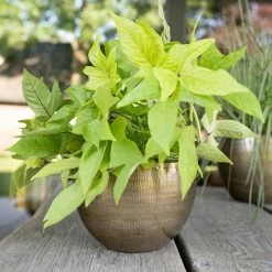 Pflanzgefäß 'Rowen', Gold, Ø 22 X H 17 Cm -Pflanzen Paradies Verkauf 3210801609 Pflanzgefaess Rowen gold D 22 x H 17 cm 3 114967