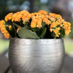 Pflanzgefäß 'Rowen', Silber, Ø 31 X H 28 Cm -Pflanzen Paradies Verkauf 3210801625 Pflanzgefaess Rowen silber D 31 x H 28 cm 4 115008