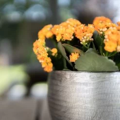 Pflanzgefäß 'Rowen', Silber, Ø 31 X H 28 Cm -Pflanzen Paradies Verkauf 3210801625 Pflanzgefaess Rowen silber D 31 x H 28 cm 5 115009