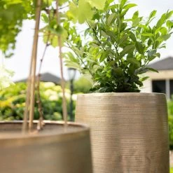 Pflanzgefäß 'Rowen', Gold, Ø 38 X H 62 Cm 16 Pflanzgefäß 'Rowen', Gold, Ø 38 X H 62 Cm -Pflanzen Paradies Verkauf 3210801630 3210801631 3210801632 3210801633 Pflanzgefaess Rowen gold 2 115015