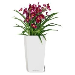 LECHUZA Cubico Premium 40, Weiß Hochglanz, All-in-One-Set, 40 X 40, H:75 Cm -Pflanzen Paradies Verkauf 3325100114 CubicoPremium22 weiss All in One Set 22x22x41cm RGB 2 7572 1