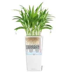 LECHUZA Cubico Premium, All-in-One-Set, Weiß Hochglanz, 22x22, H:41 Cm -Pflanzen Paradies Verkauf 3325100114 CubicoPremium22 weiss All in One Set 22x22x41cm RGB 7573