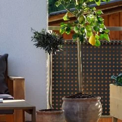 Zitronenbaum, Mini-Stamm, Topf-Ø 15 Cm, Höhe Ca. 40 Cm -Pflanzen Paradies Verkauf citrus mediterrane kuebelpflanze 1712052826 78742