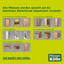 Kalanchoe 'Calandiva'®, Gelb, Topf-Ø 12 Cm, Höhe Ca. 27,5 Cm, 6er-Set -Pflanzen Paradies Verkauf kartonagen pflanzenverpackung pflanzen koelle 1 126260 5